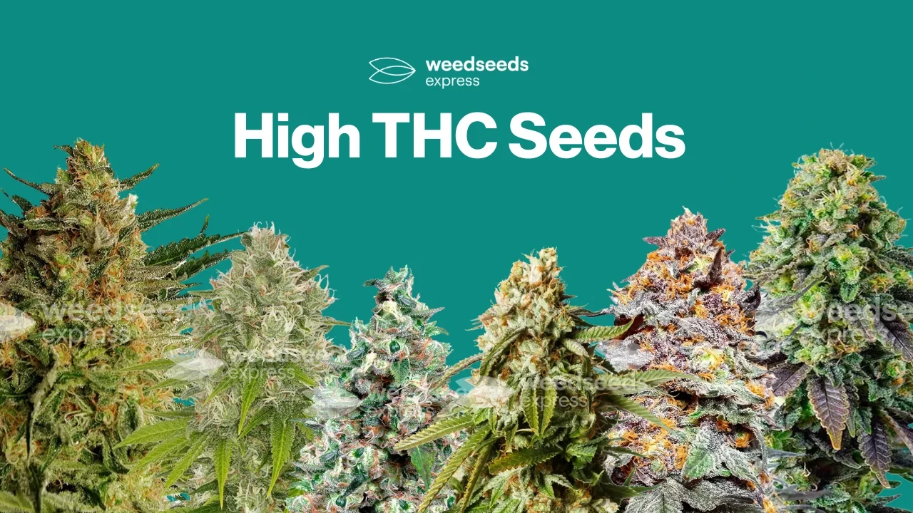 High THC Seeds